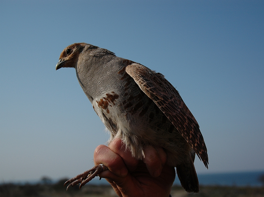 Grey Partridge, Sundre 20060505